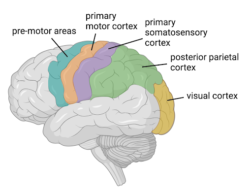 schematic of premotor, primary motor, primary somatosensory, posterior parietal, and visual cortical regions