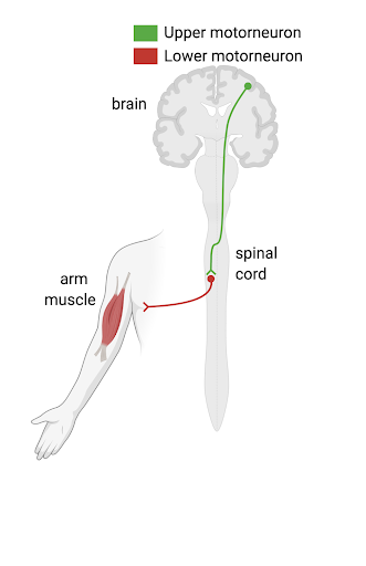 A diagram of the corticospinal tract