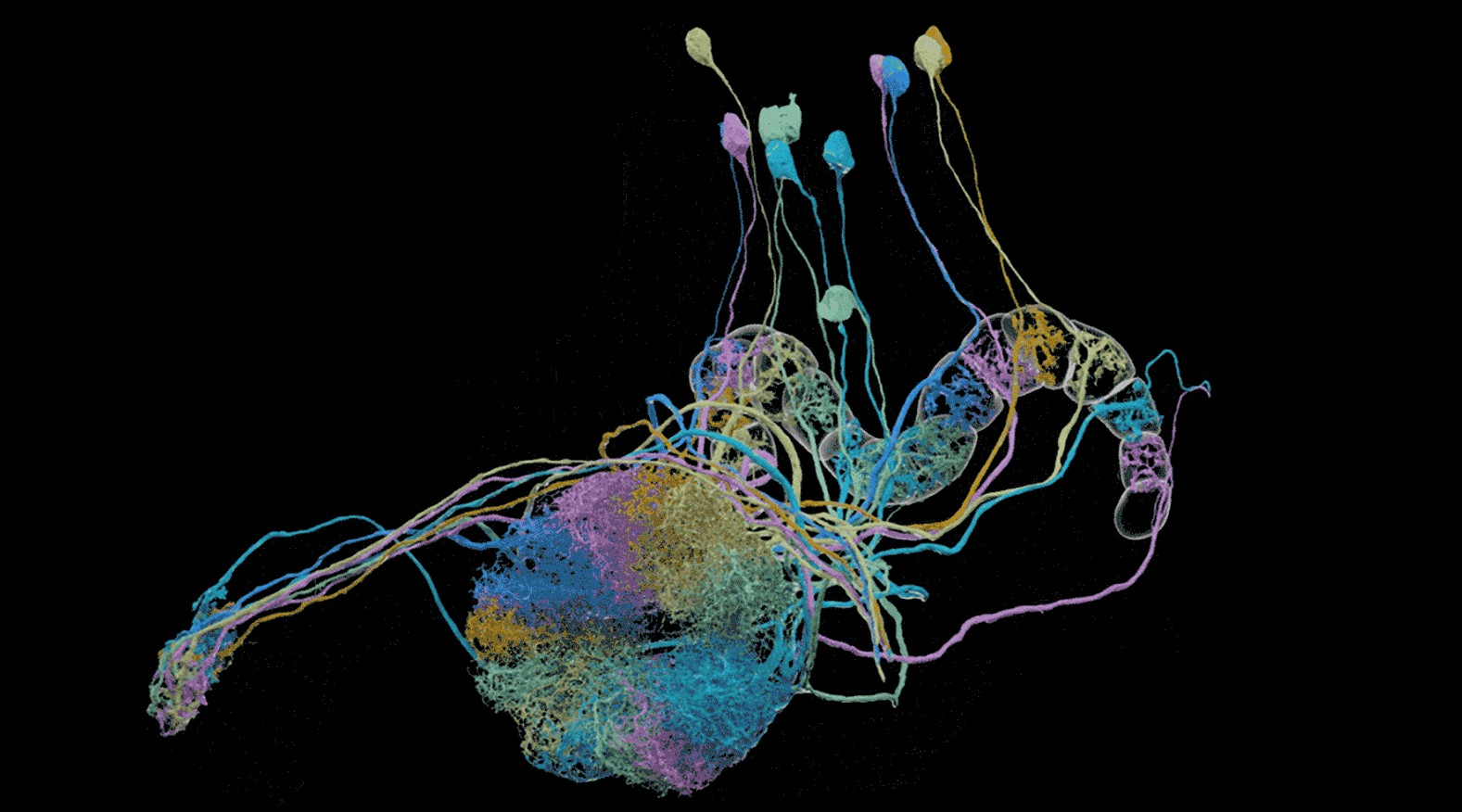 fruit fly brain network