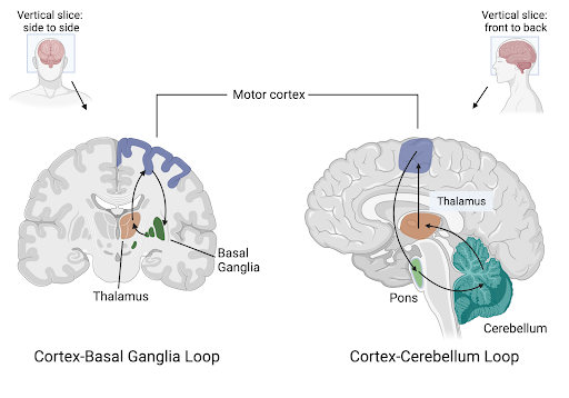 schematic of the circuits involving the motor cortex, basal ganglia, and cerebellum