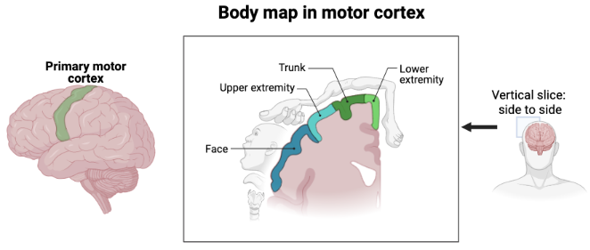 schematic of the primary motor cortex