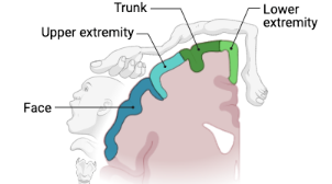 motor cortex image